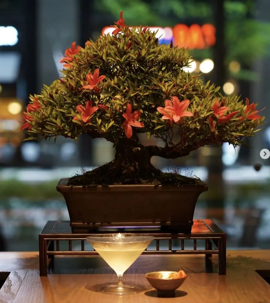 Installations of living bonsai by Mariko Bonsai Garden (BONSAI SADASYO)