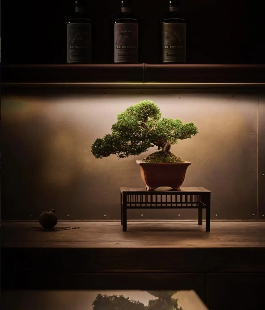 Installations of living bonsai by Mariko Bonsai Garden (BONSAI SADASYO)