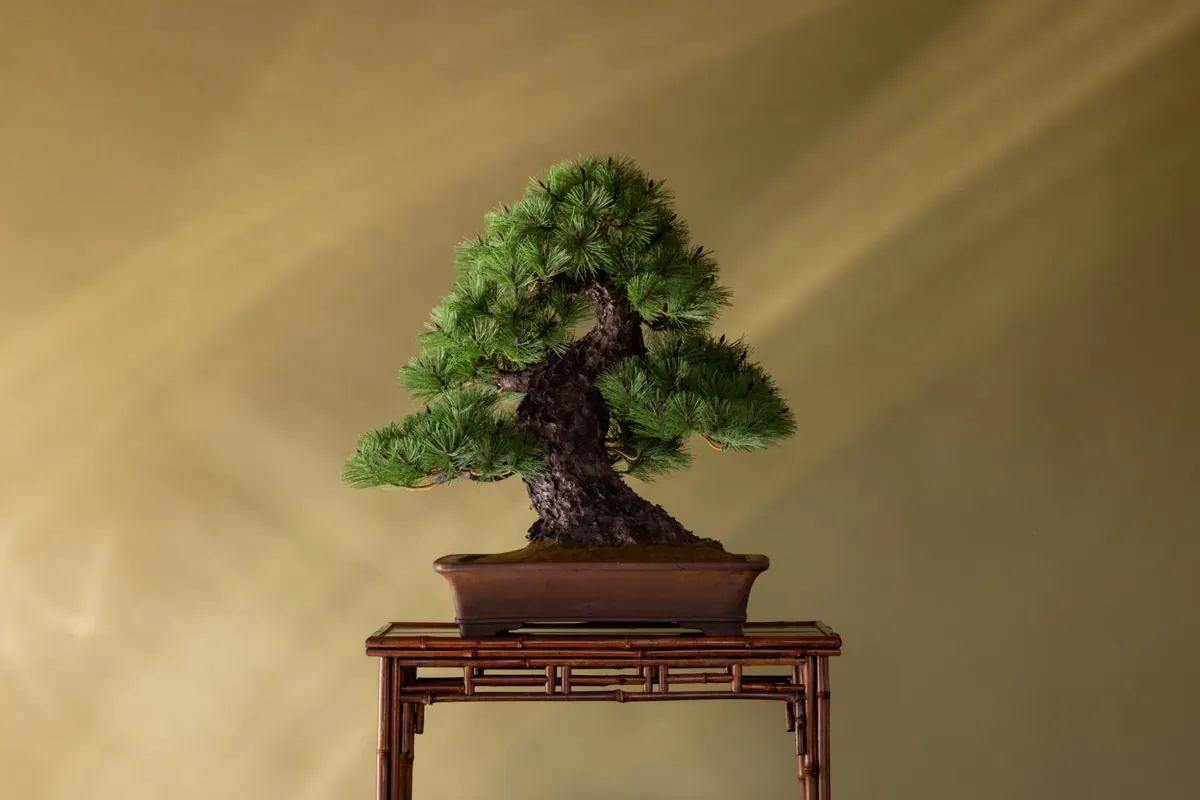 JUME BONSAI — pine bonsai on a bamboo stand against a gold wall